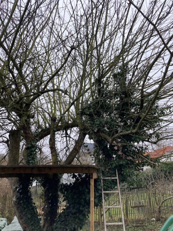 beskæring af gammelt æbletræ