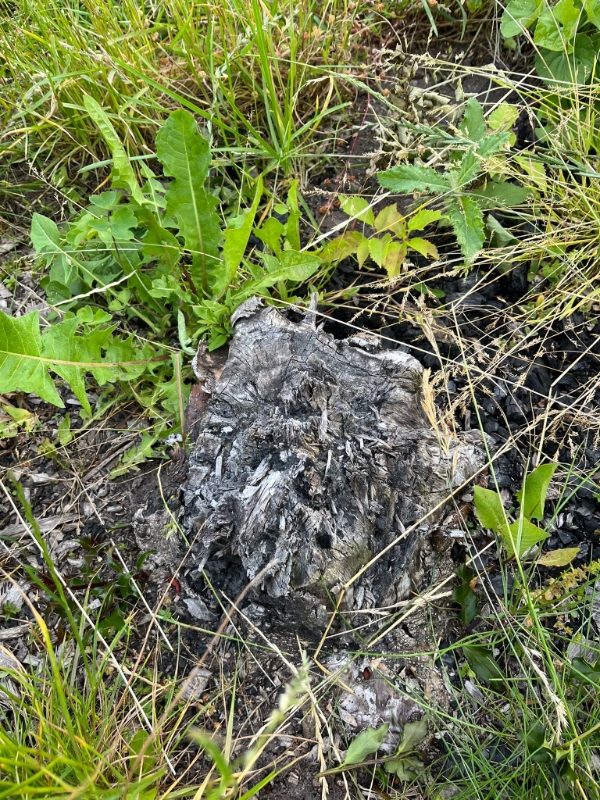 Fjerne træstubbe og buske