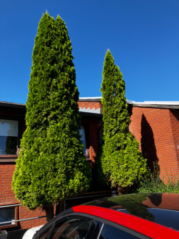 Beskæring af 3 træer