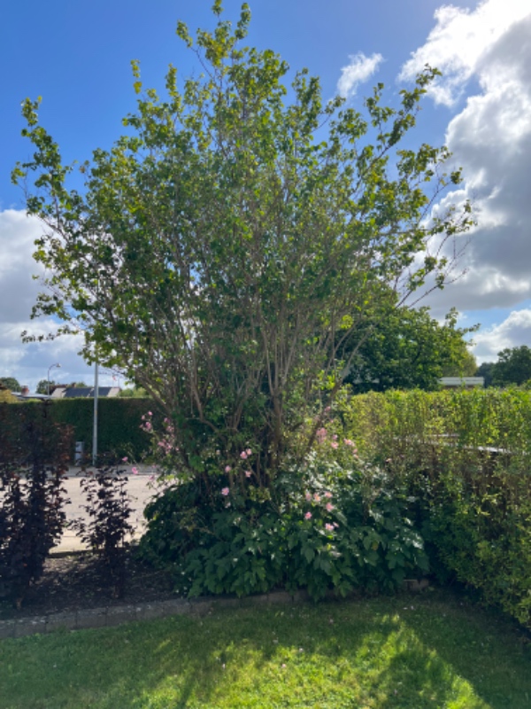 Fjernelse af ca 4 m høj busk samt omkringstående grønt