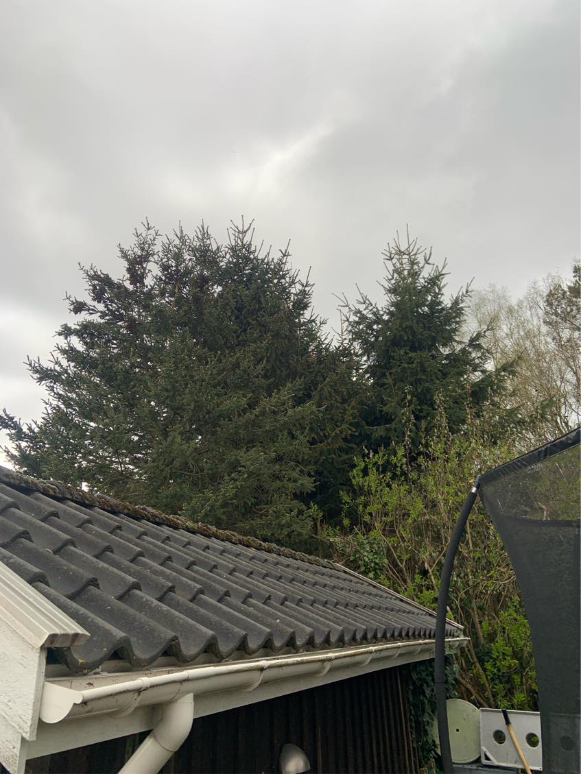 Beskæring af grantræer