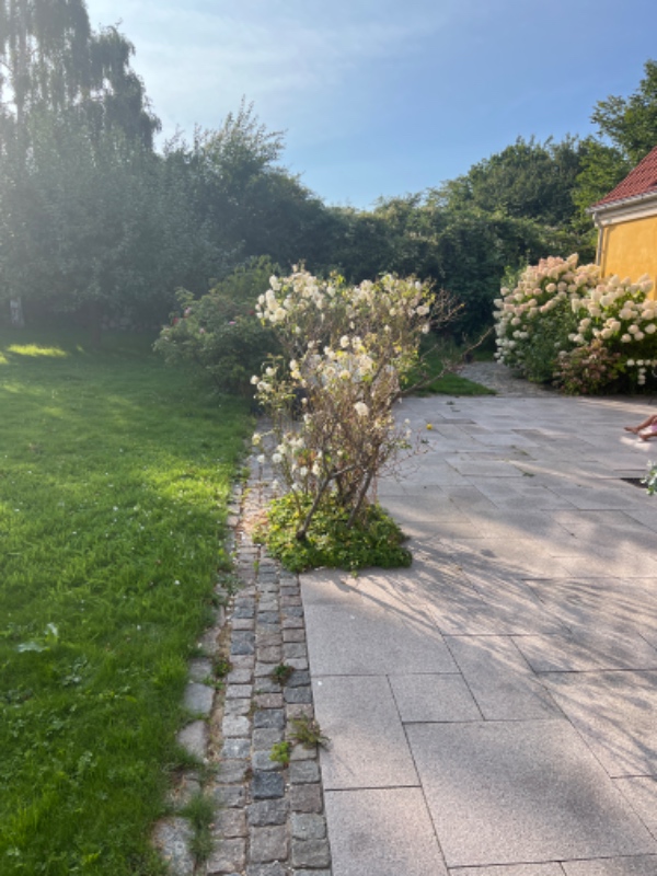 Slå græs og fjerne ukrudt 1000 m2 have