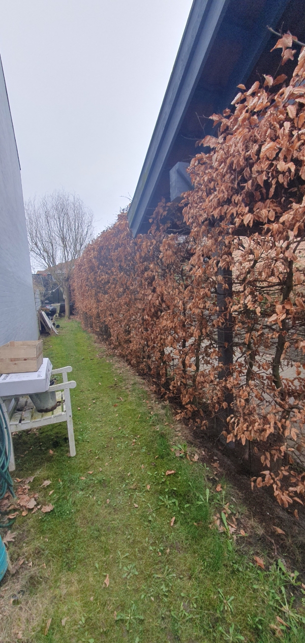 Beskæring af bøgehæk og bortskaffelse