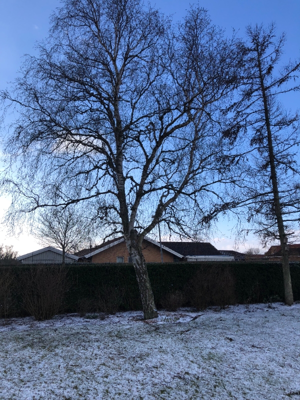 Vi skal have fældet 2 træer med rodfræsning, hvor vi selv står for oprydning og bortskaffelse