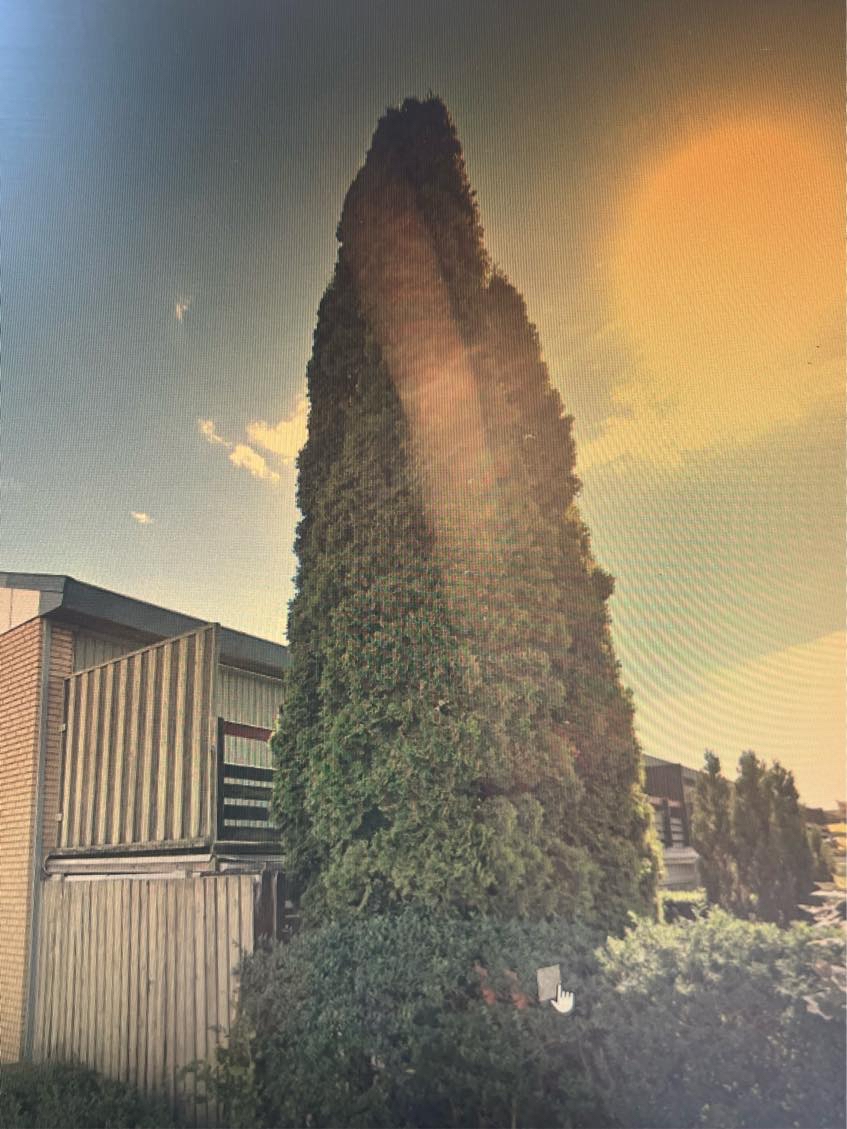 Nedskæring af træ