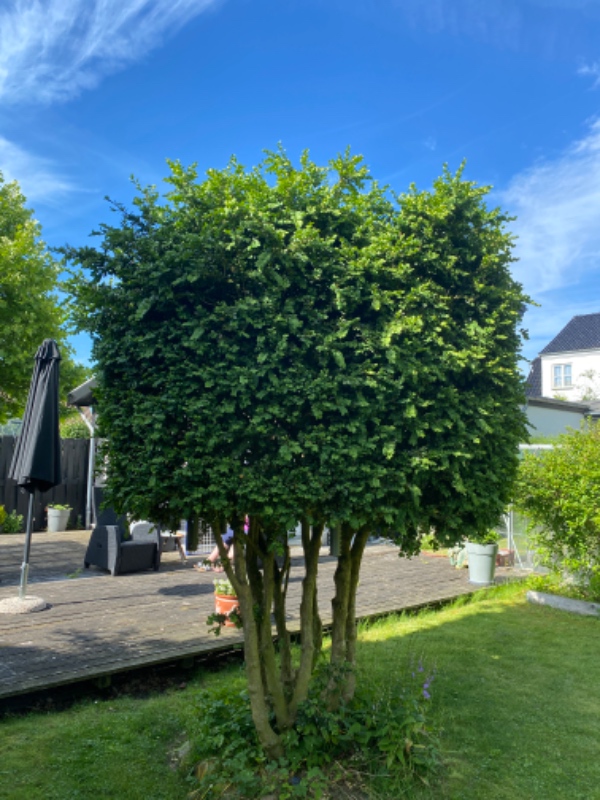 Hækklipning og beskæring af træ