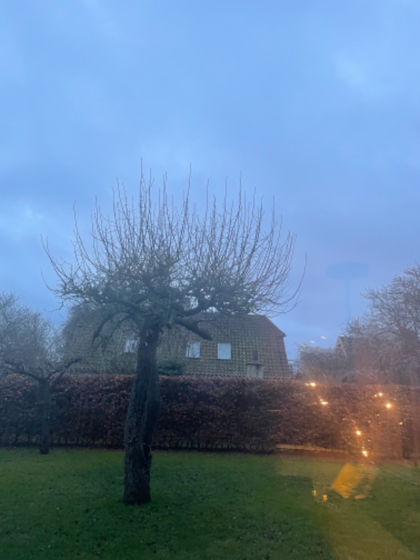 Beskære skud æbletræ