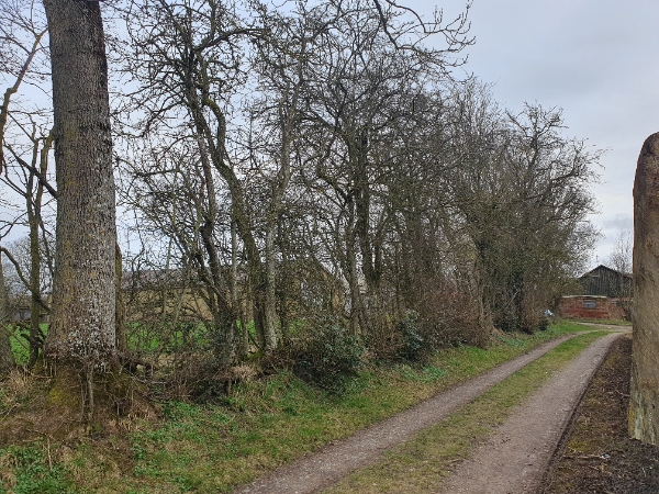 fældning af et stort træ + 14-15 mindre