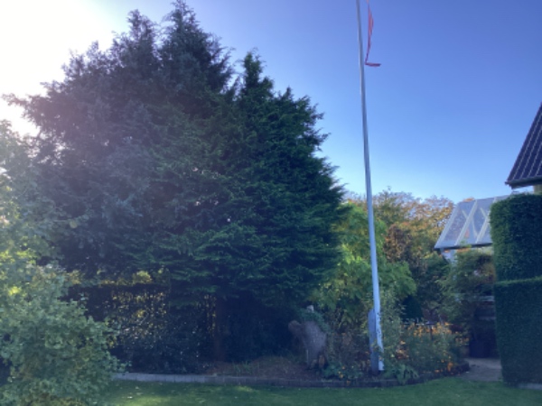 Beskæring af tuja og tax