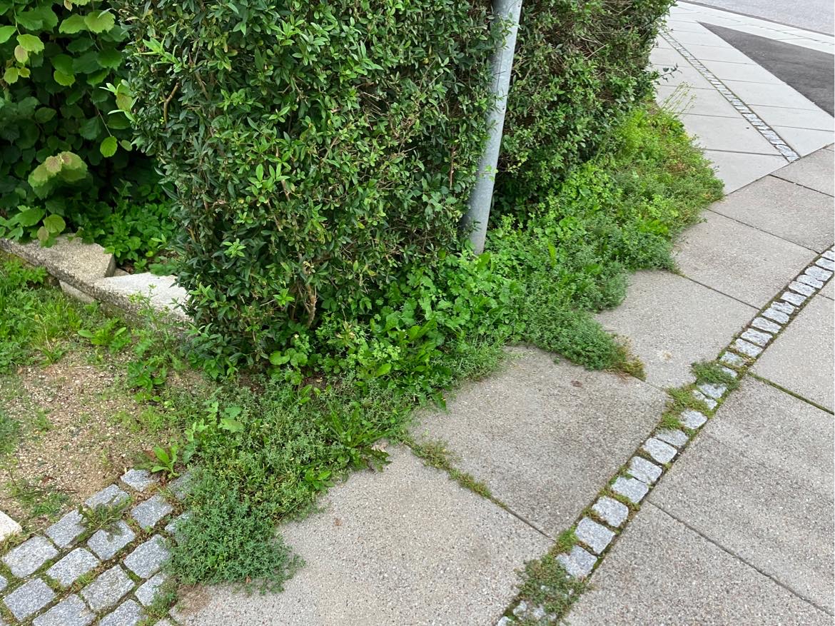 Fjerne ukrudt i hæk og indkørsel