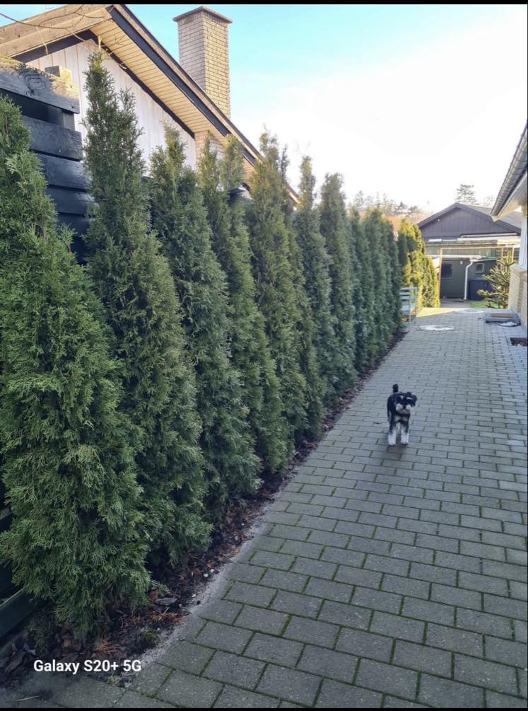 Opgravning, flytning og plantning af hæk