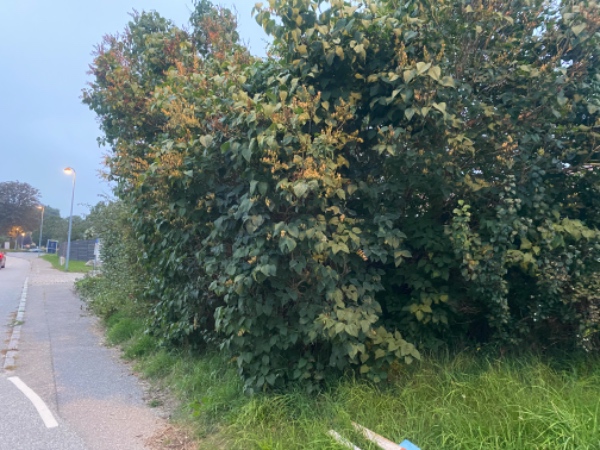 Beskæring af træer/buske