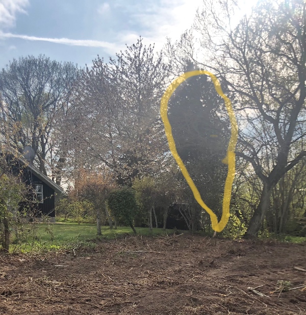 Fældning af 2 grantræer