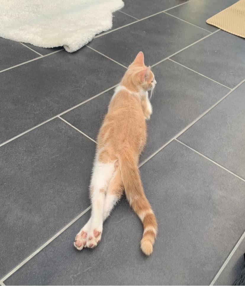 Kattepasning (bare komme over)