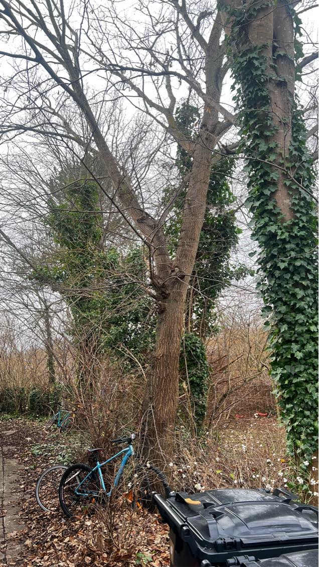 Træfældning og fjernelse