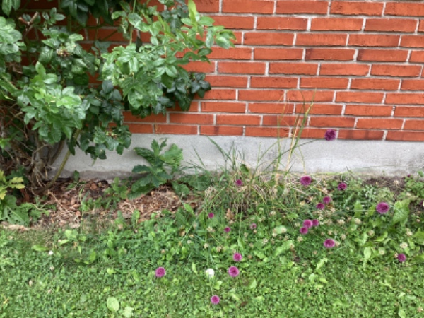 Luge ukrudt, klippe et lille stykke græs