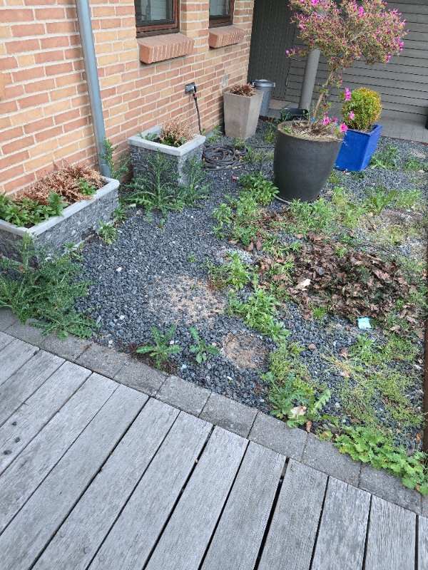 Klargøring af havebede