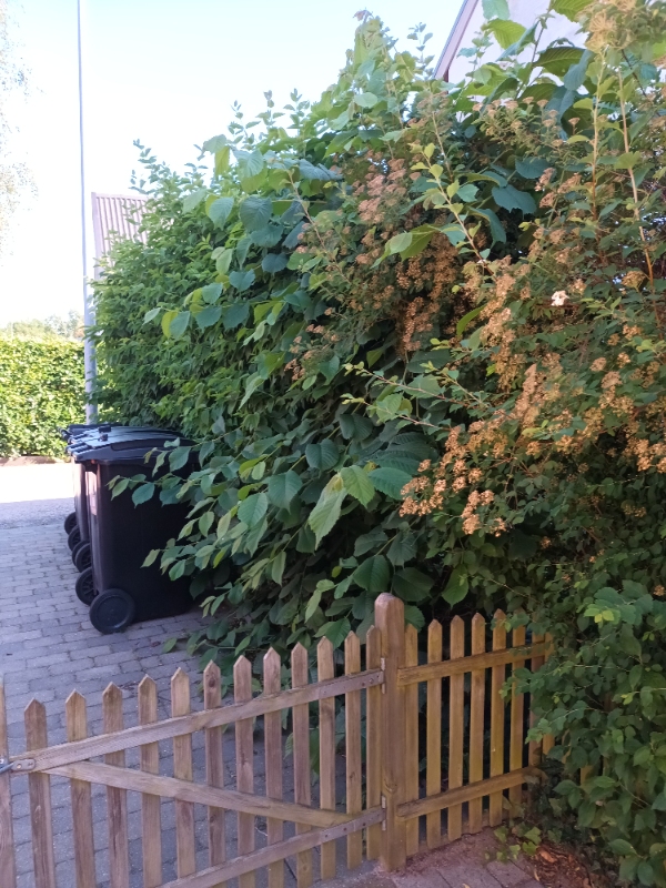 Hækklipning og ukrudtsfjernelse