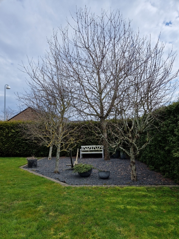 Beskæring af 4 frugttræer og 5 sommerfuglebuske