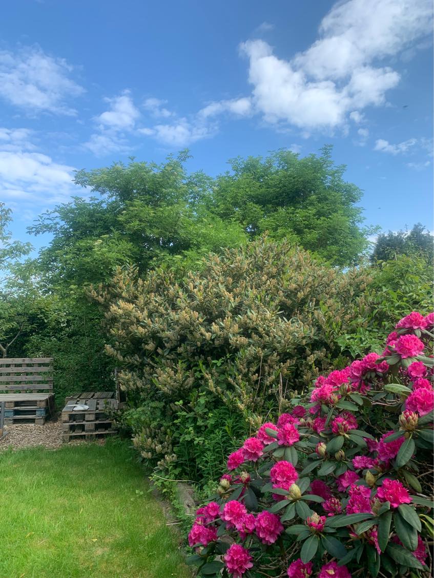 Hækklipning og beskæring