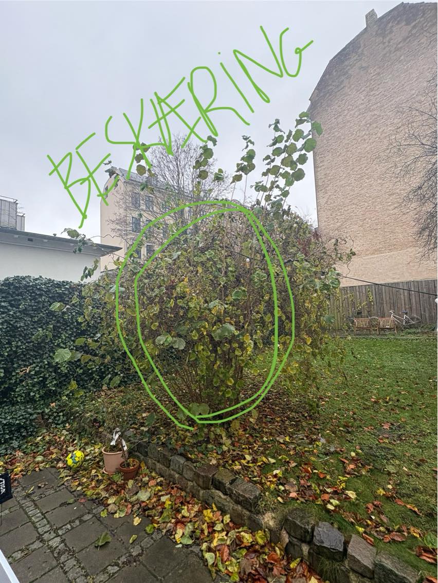 Beskæring af træ / bladeopfejning / genbrugsplads