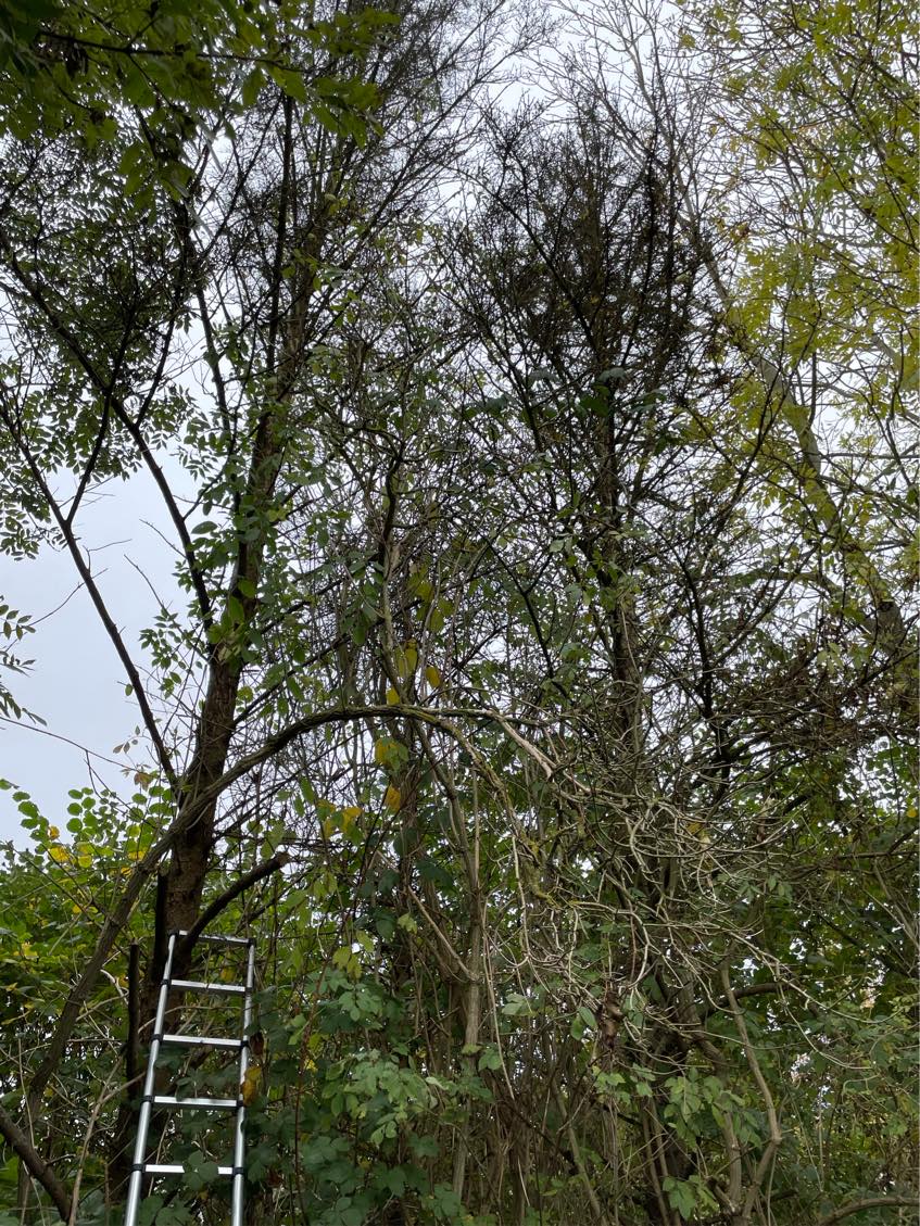 Topkapning af 2 grantræer