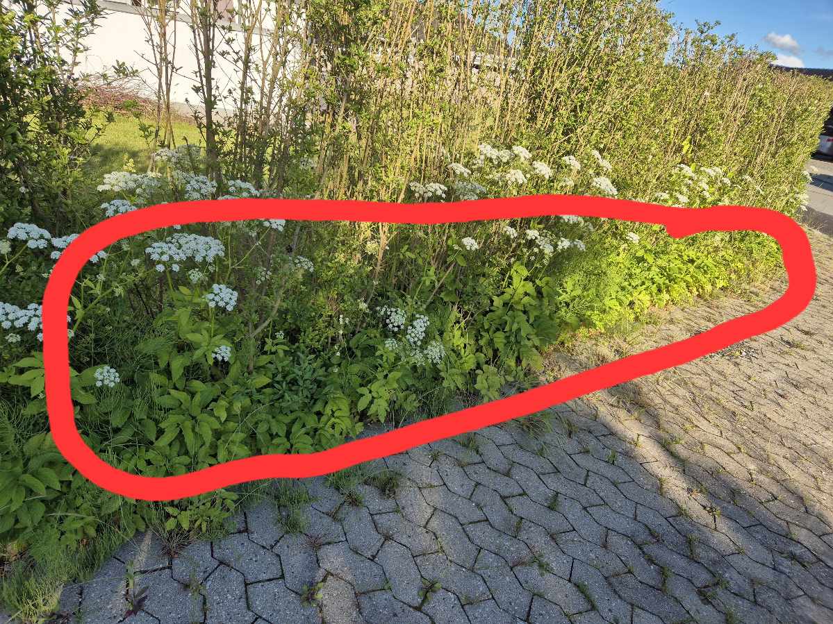 Vedligeholdelse af hæk