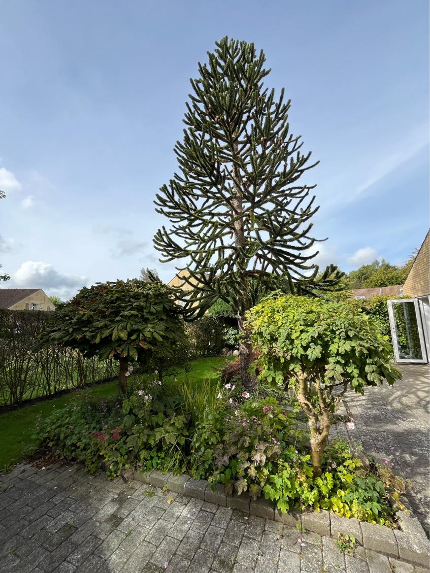 Vinterklargøring af have