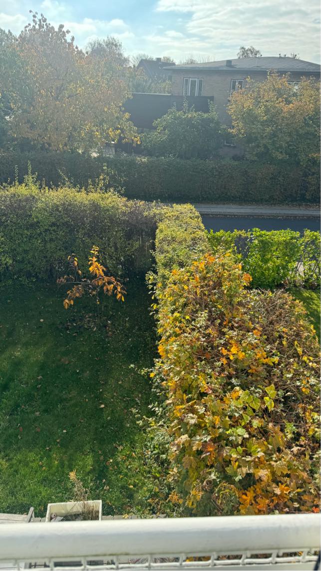 Beskære hæk ned til 1.8m