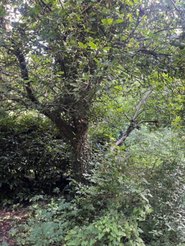 Flytning af 4 æbletræer