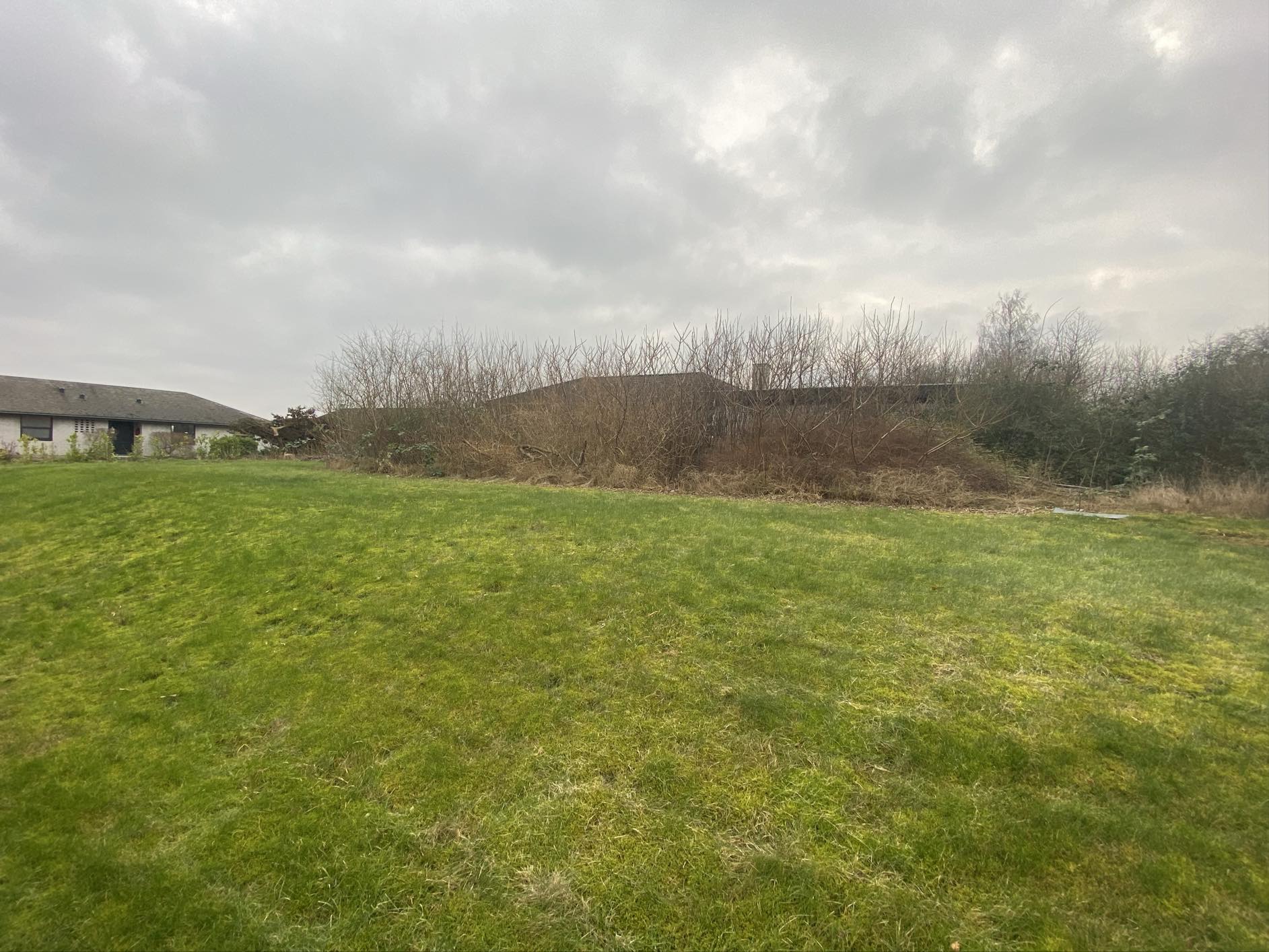 Haverenovering inkl træfældning