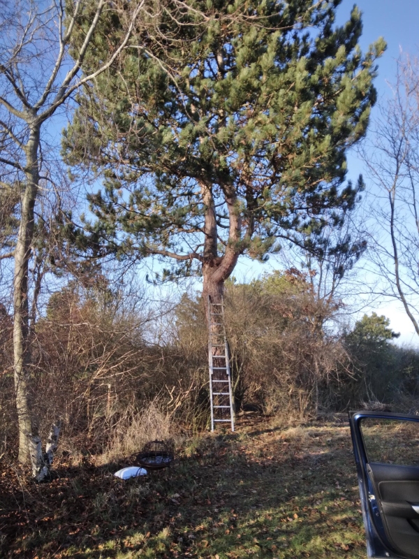 Beskæring grenene ca. 30-40 cm tyk afskåret. Jeg vil selv rydde op,