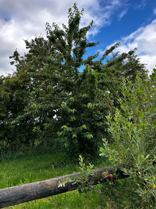 Beskæring af frugttræer