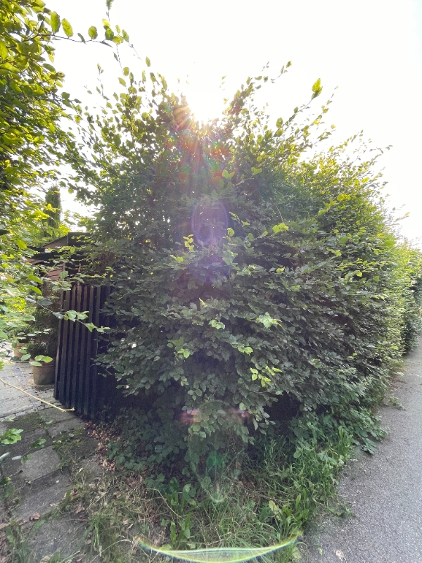 Klipning af hæk og fjernelse af ukrudt ved fliser og bede