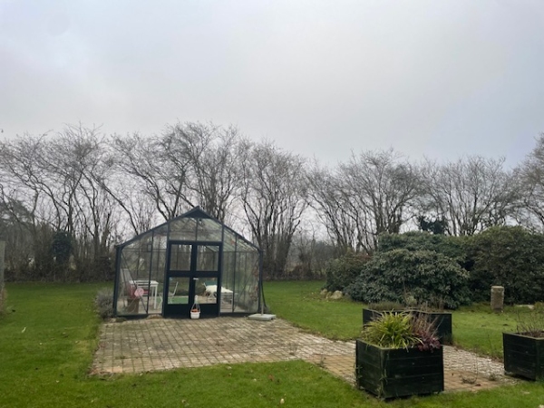 beskæring af nøddehegn