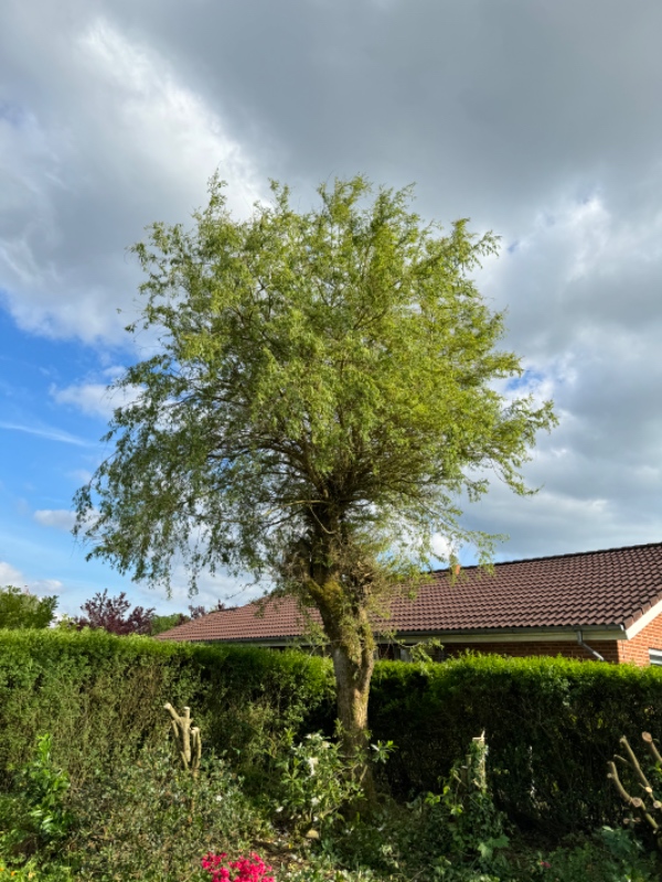 Fældning af pil og fjernelse af haveaffald