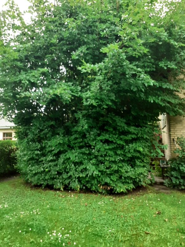 Nedskære bøgehæk og bortskaffelse