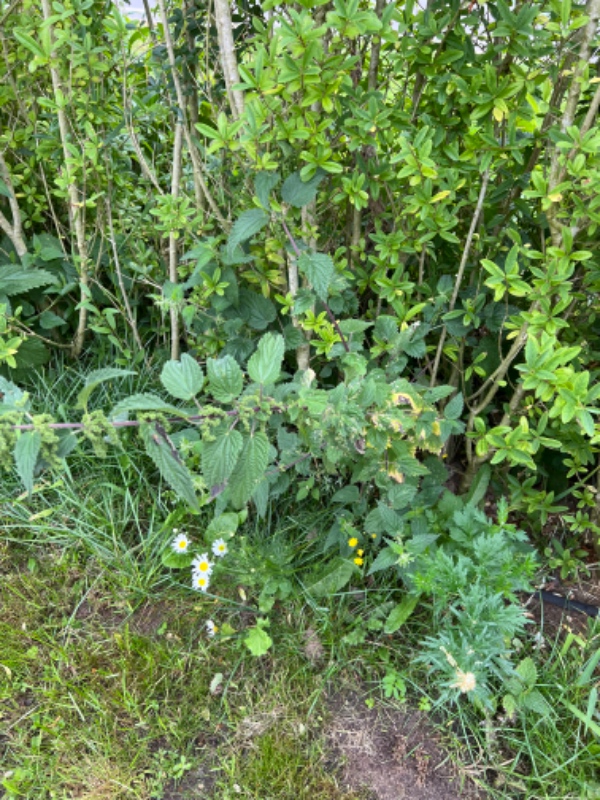 Fjerne ukrudt i hæk