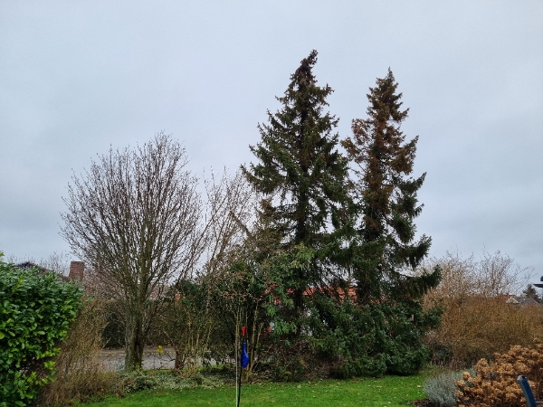 Fældning af to grantræer