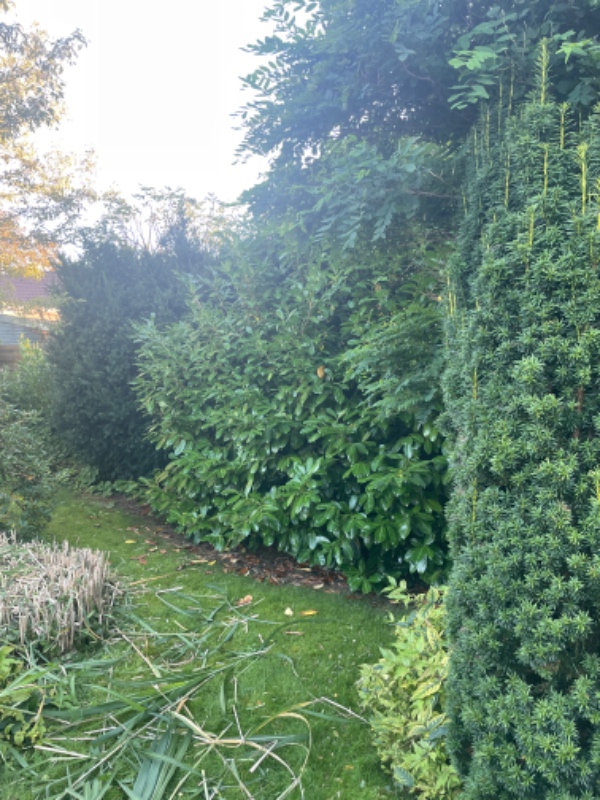 Have - buske, træer samt diverse haveopgaver