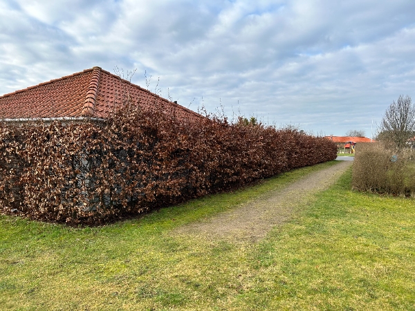 Hedge cutting