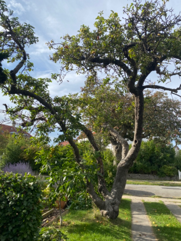 Gammelt æbletræ skal fældes