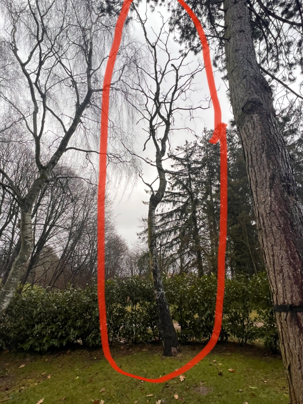 Træfældning