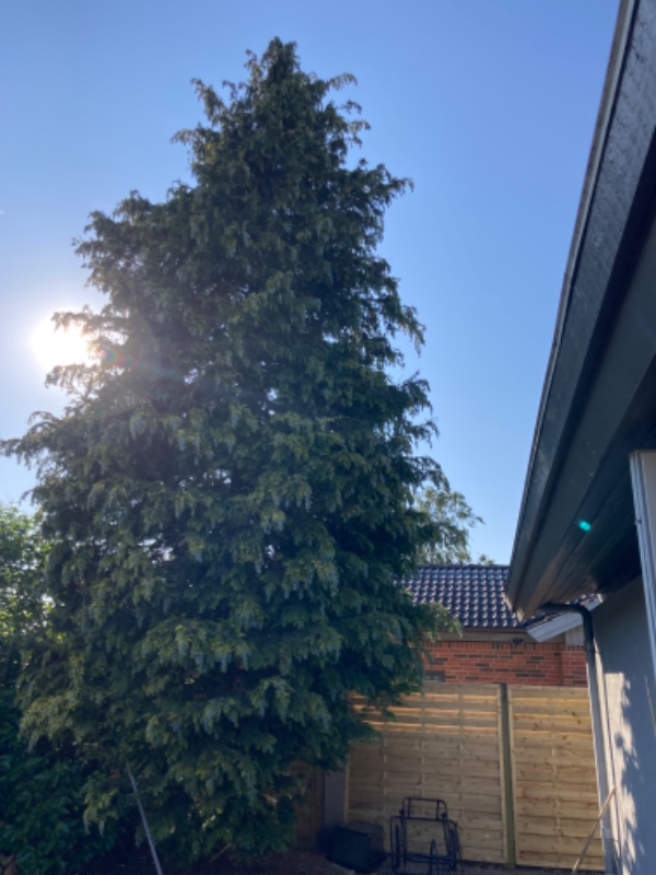 Fældning af 2 grantræer