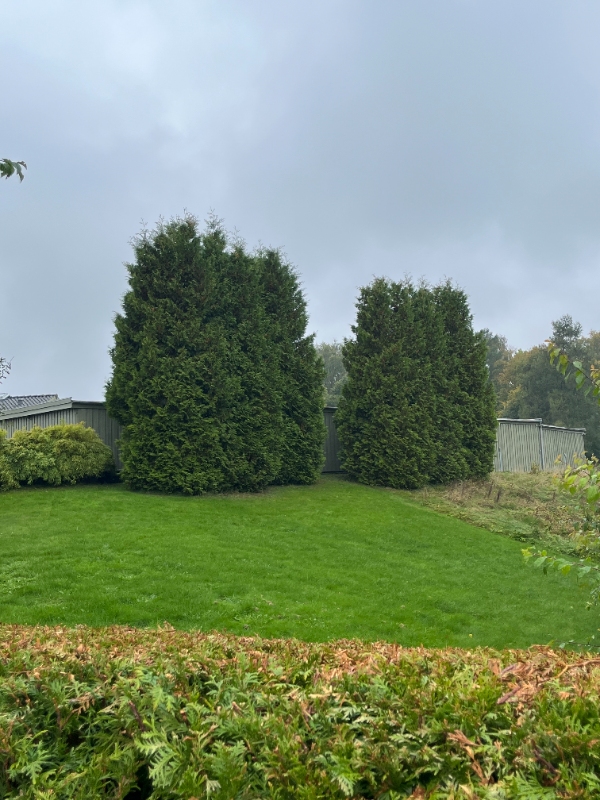 Beskæring af 7 thujaer