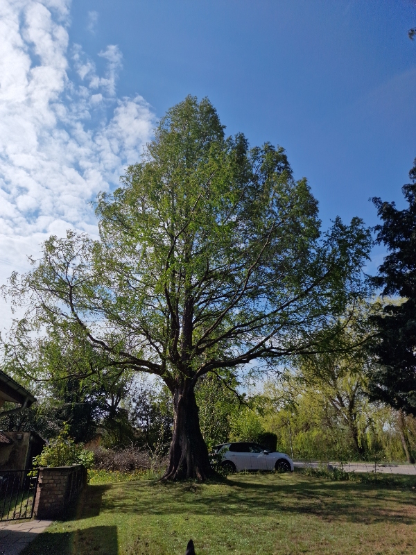 Fældning af stort træ. Kan evt. beholdes og bruges som brænde.