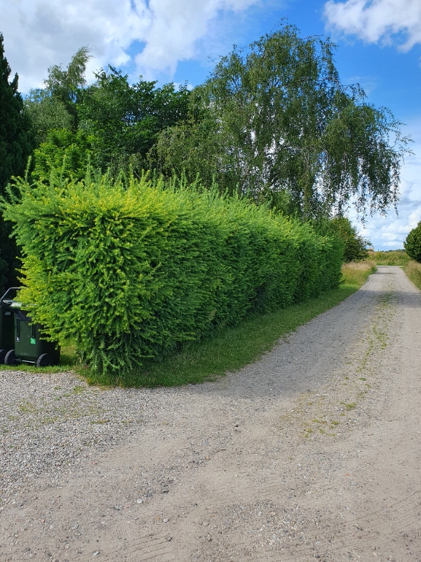 Beskæring af lærkehæk