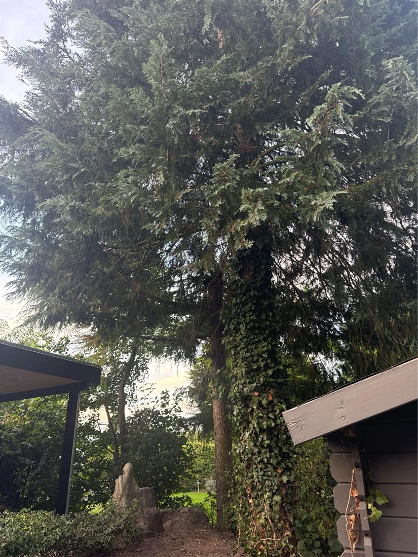 Topkapning/Fældning af træ