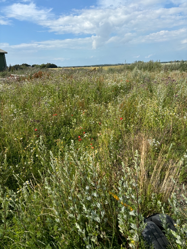 Fræsning, stensamling og græssåning