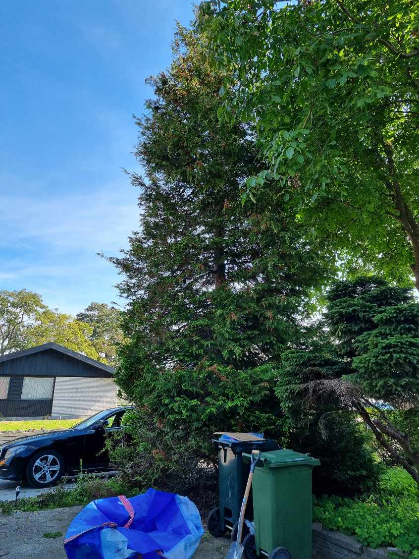 Hjælp til min have jeg skal have fældet 6 træer i min forhave og baghave